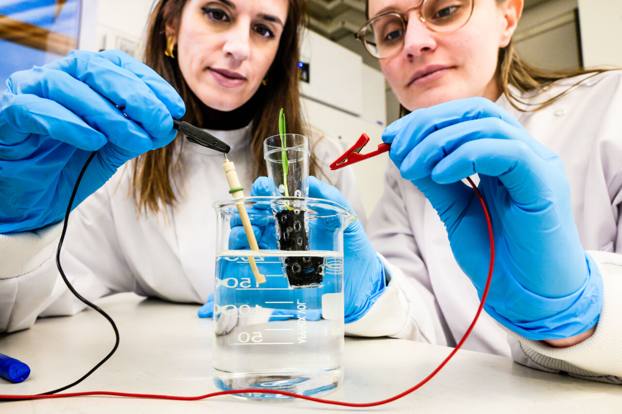 Electronic soil with growing plant.