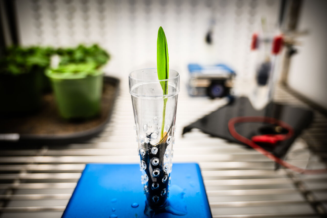 Elektronisk jord med växande växt.