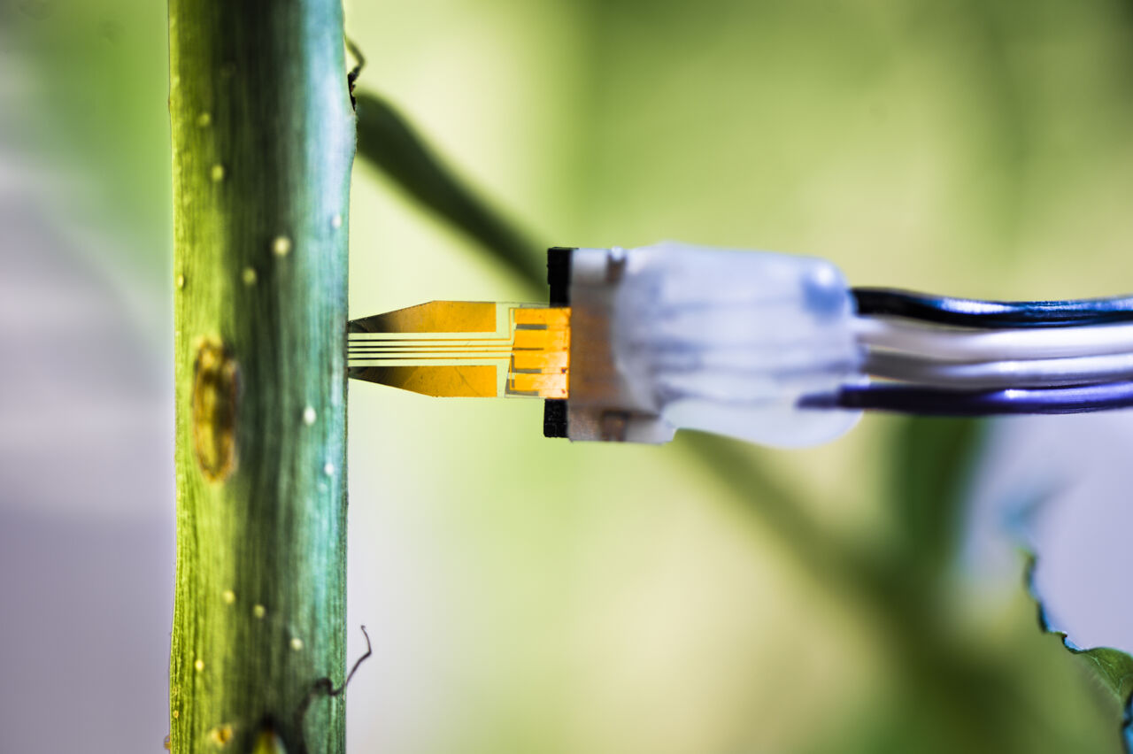 Enzymatic biosensor.