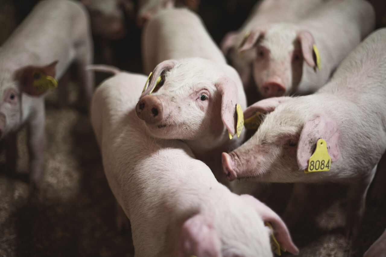 Pigs placed in the growth room,they have yellow individual numbers on their ears