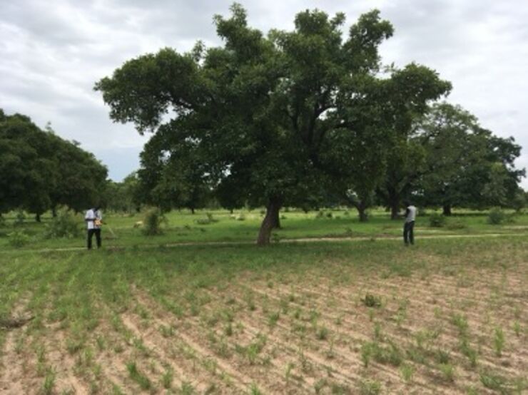 Agroforestry parklands 