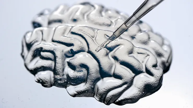 Close-up of a mini-model of a brain made of transparent gel.