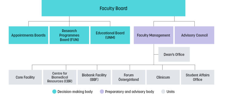 Organisation chart for the Faculty of Medicine and Health Sciences.