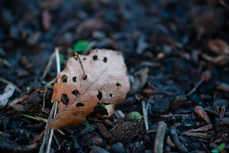 Decomposed leaf.