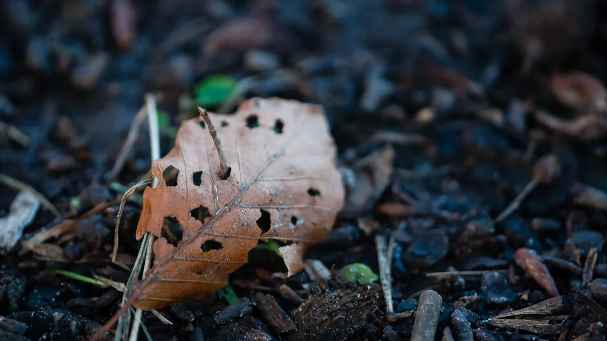 Decomposed leaf.