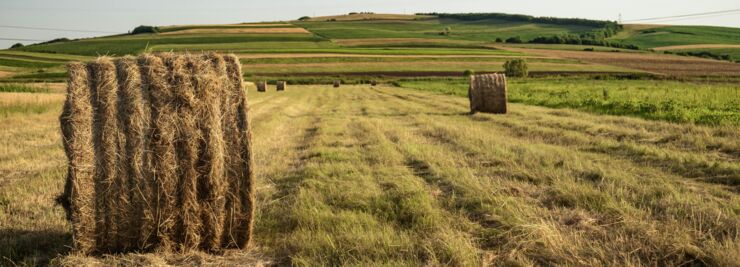 bales of hay in a field.