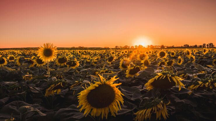 Sunflowers in sunset.