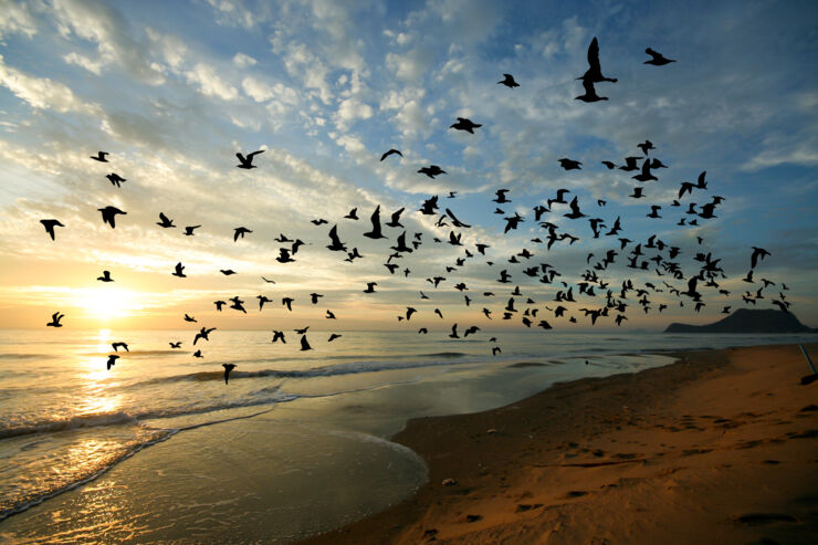Birds flying in a formation in the sky.