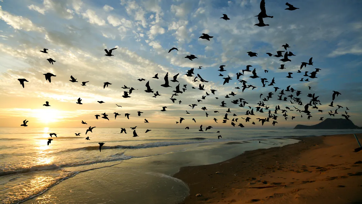Birds flying in a formation in the sky.