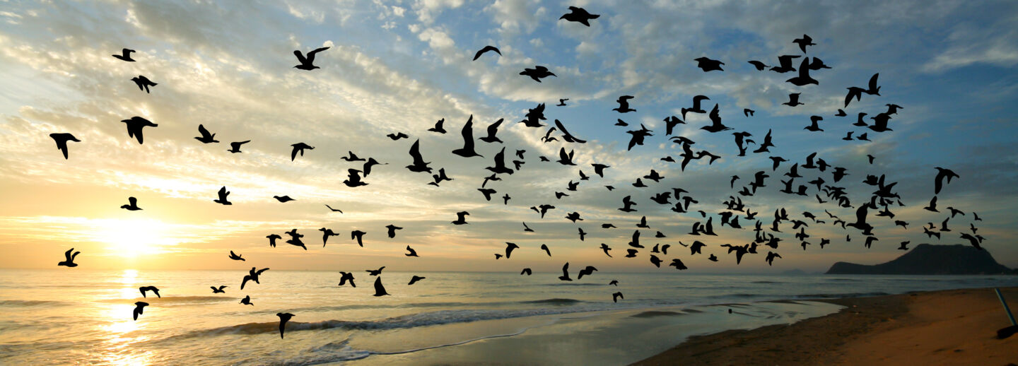 Birds flying in a formation in the sky.
