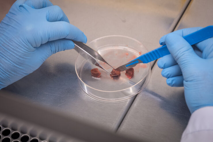 Closeup of small pieces of liver in a petri dish.