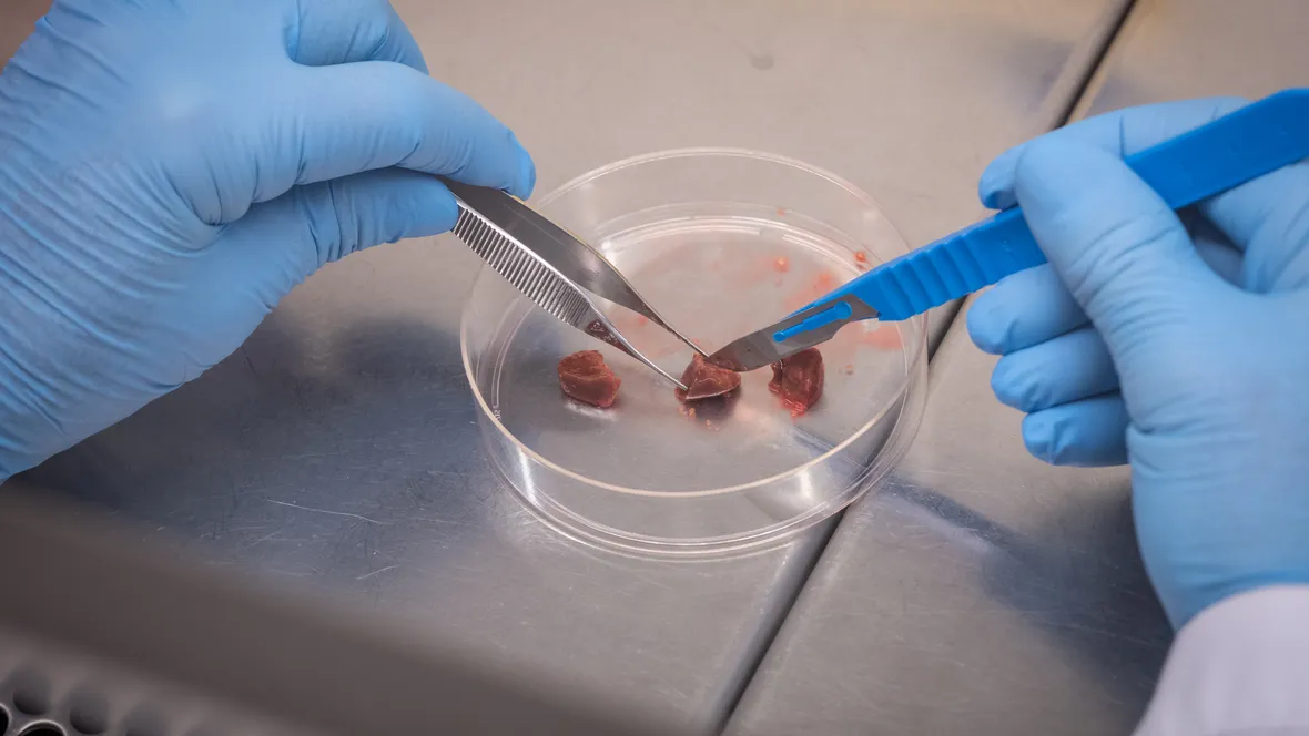 Närbild på små bitar av lever i en petriskål.