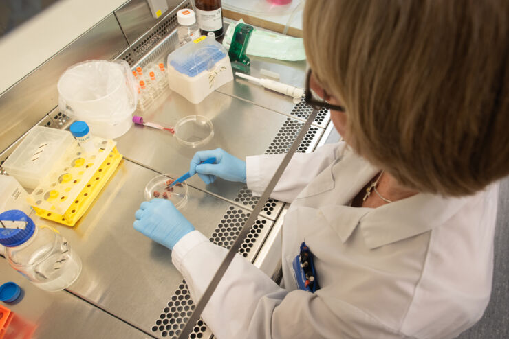 Woman wearing a white lab coat dissects small pieces of liver.