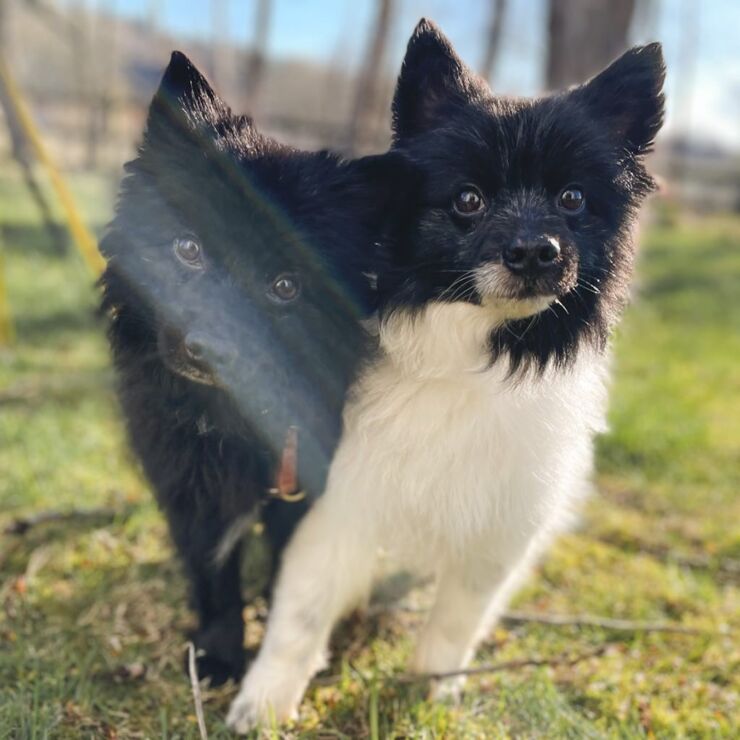 two small dogs look directly into the camera