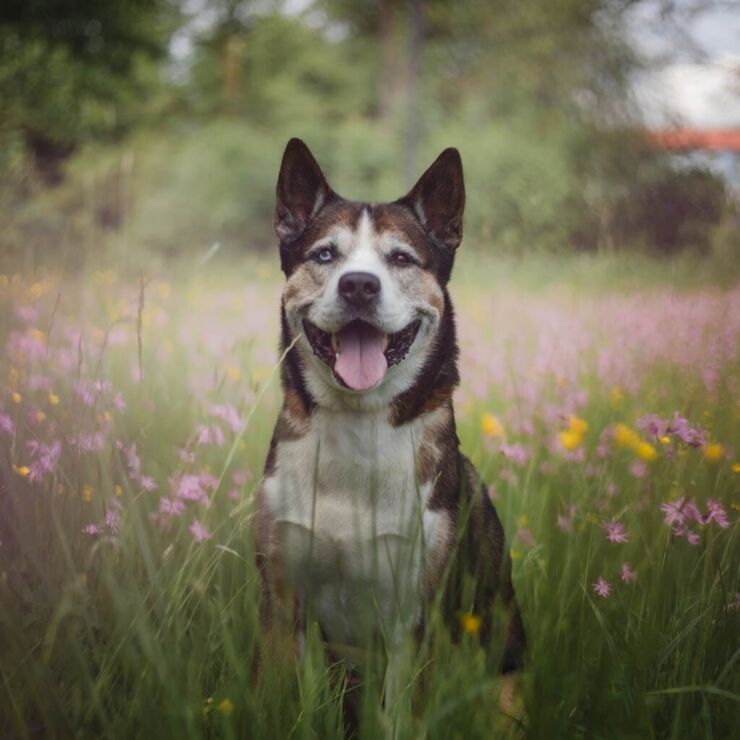 hund i en äng