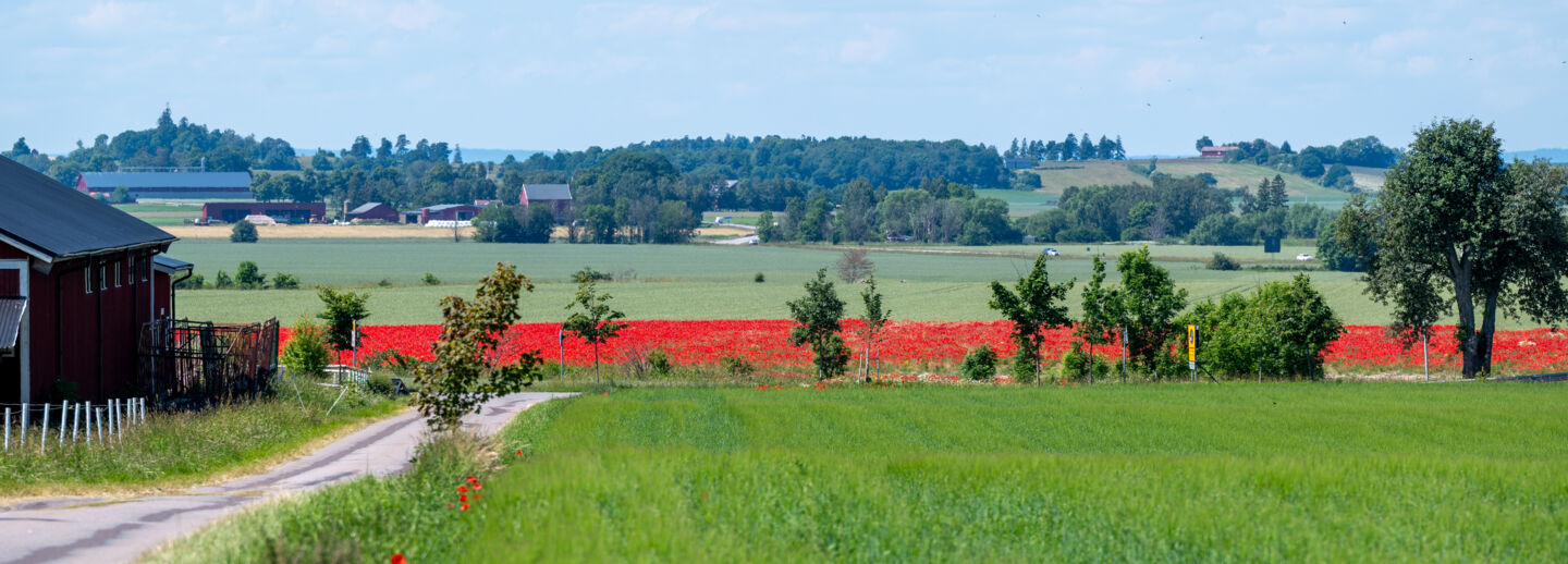 Fotografi av vallmo.