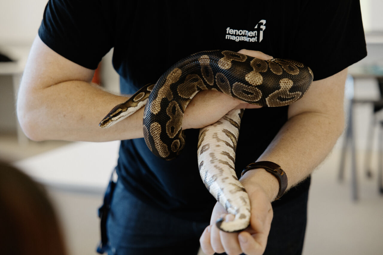 Bild på en orm under aktiviteten Fenomenmagasinet