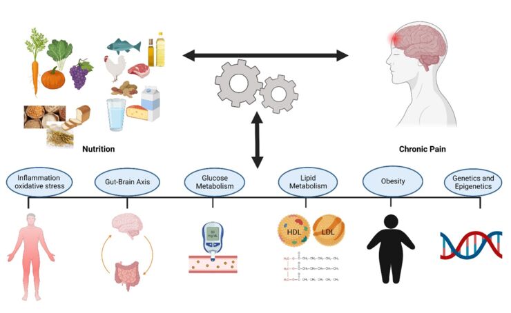 A diagram regarding pain and nutrition