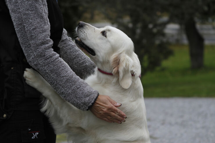 Dog and human.