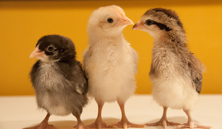 Three junglefowl chickens.