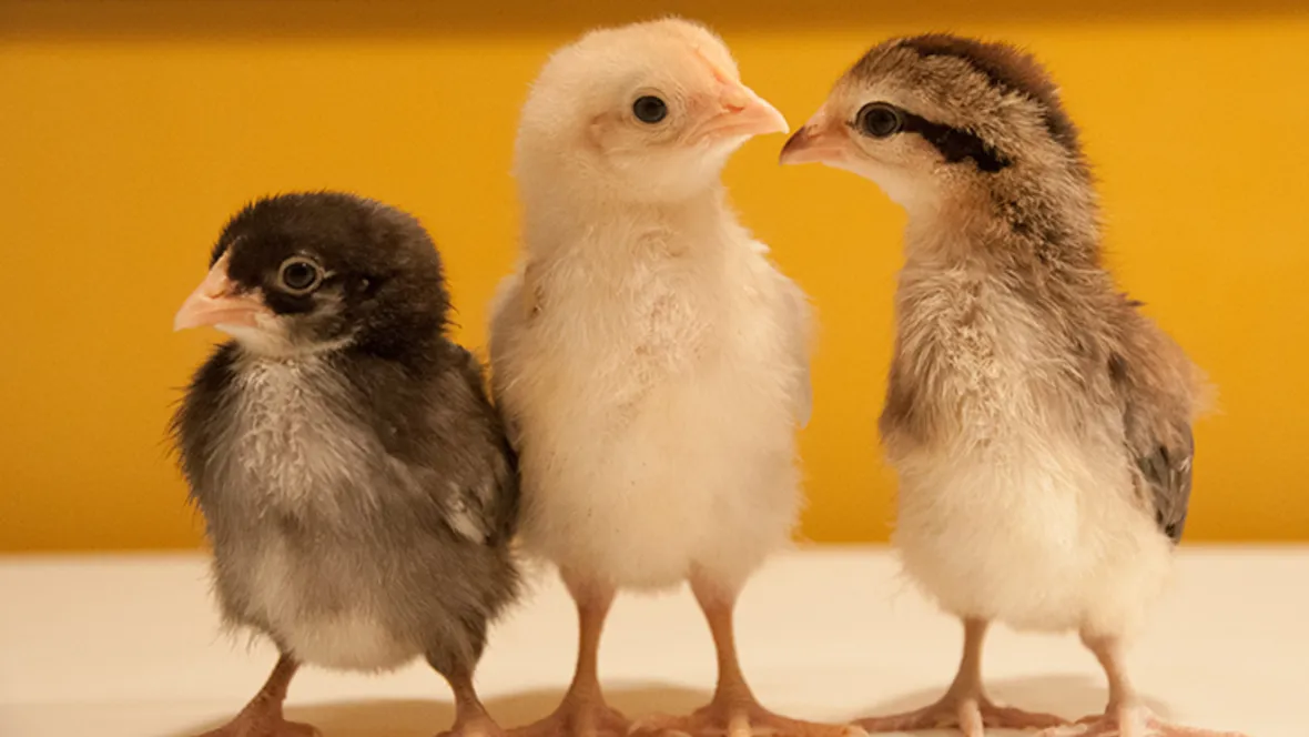 Tre kycklingar av vildhöns.