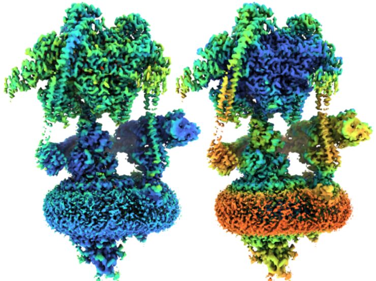 V-ATPase färgad efter heterogenitet.