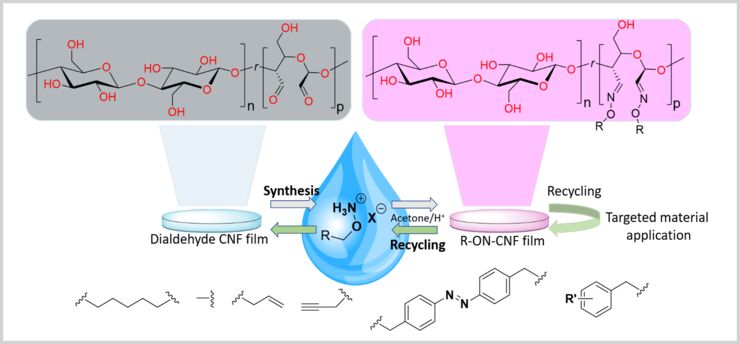 Oxime Ligation, covalent and reversible modification in water. 