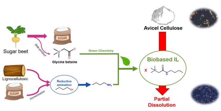 Biobased ionic liquids for the chemical activation of cellulose.