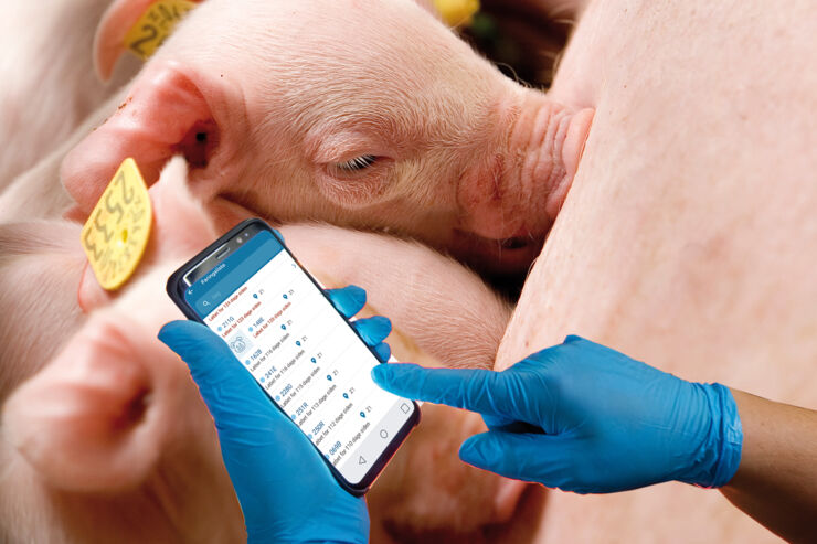 Illustration of PigVision