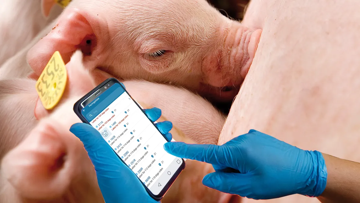 Illustration of PigVision