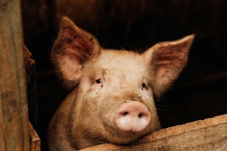 Curious pig in a stable