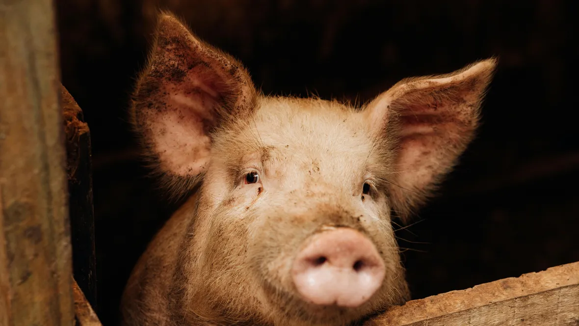 Curious pig in a stable