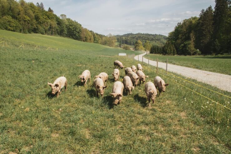 Pig in a yard