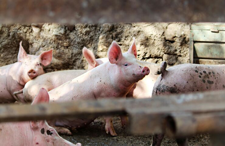 Big Pigs outdoor