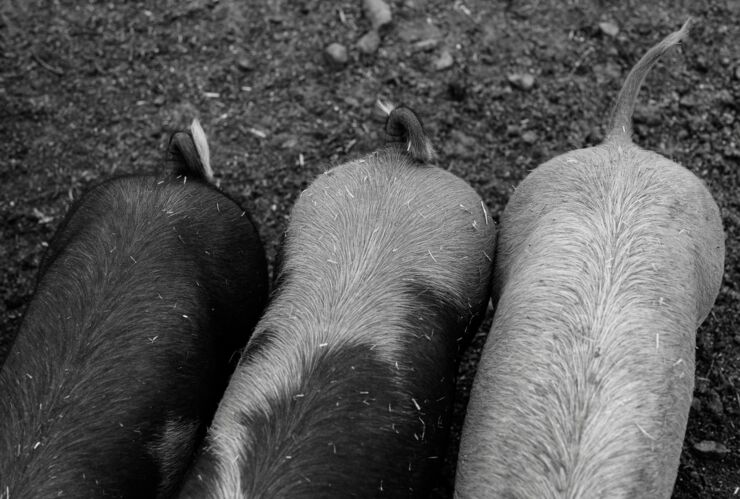Pig snorkellers