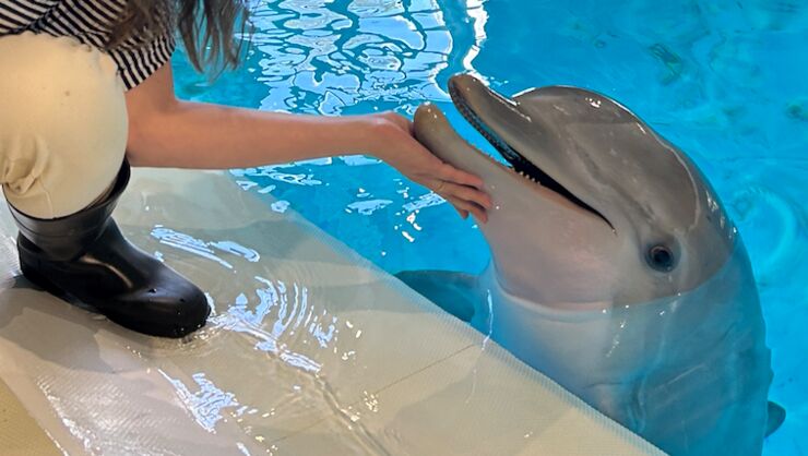 Woman petting happy dolphin on its chin.