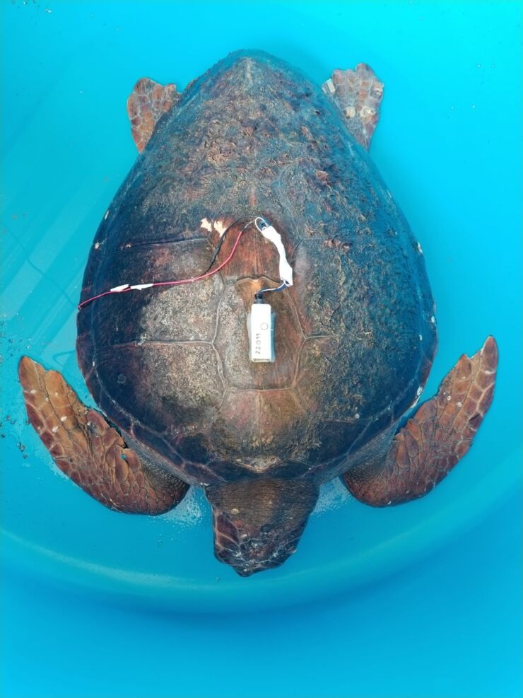 A turtle with a measuring instrument strapped to its back.