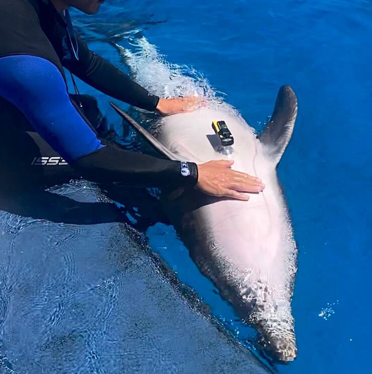 Dolphin with ECG logger on its stomach.