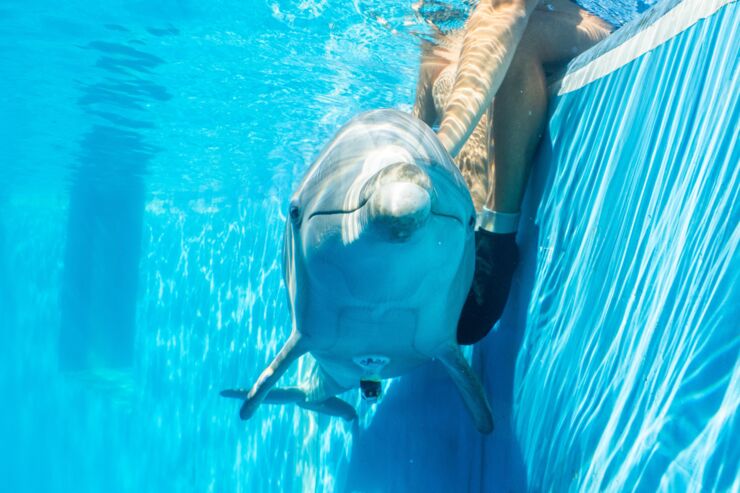 Dolphin under the surface in a pool, with ECG logger.