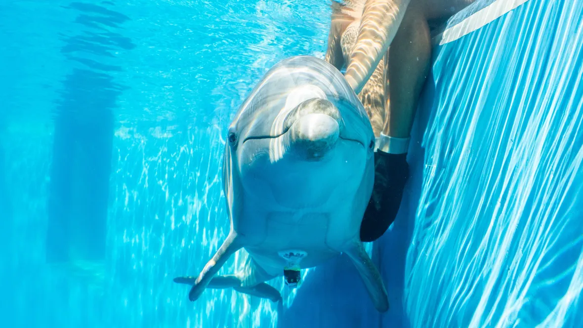 Dolphin under the surface in a pool, with ECG logger.