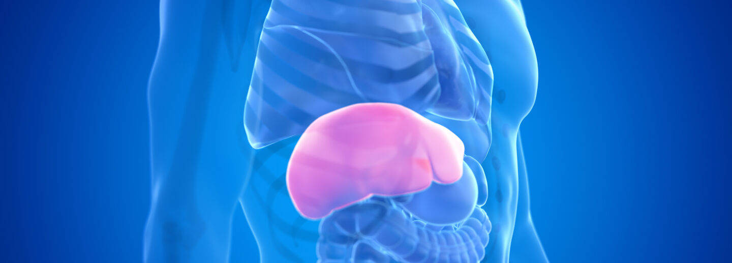 Röntgenbild av en lever