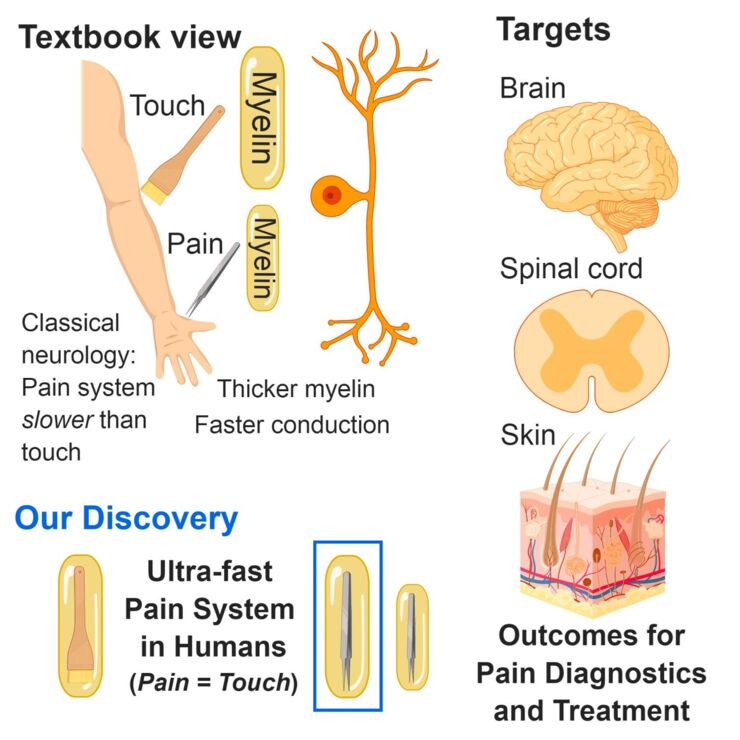 The newly discovered class of neurons is referred to as ultrafast nociceptors (UFNs).