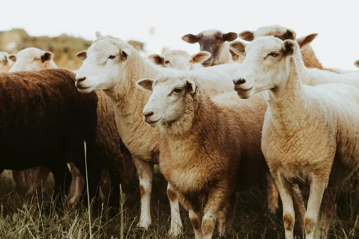 Sheep in group, out to pasture