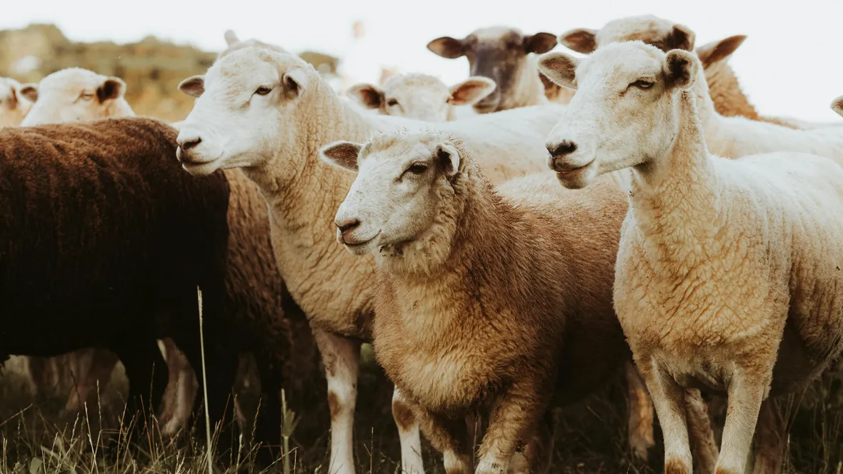 Sheep in group, out to pasture