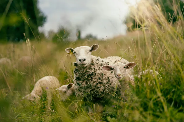 Sheep with her lamb