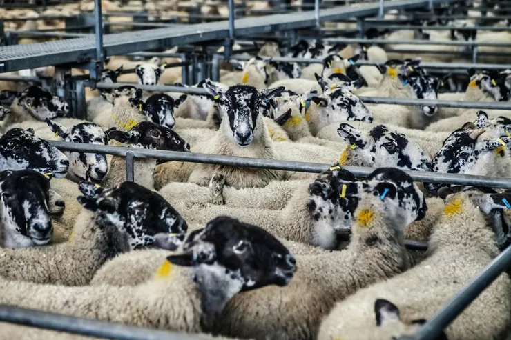 Eartagged sheep in a flock