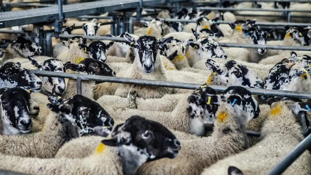Eartagged sheep in a flock