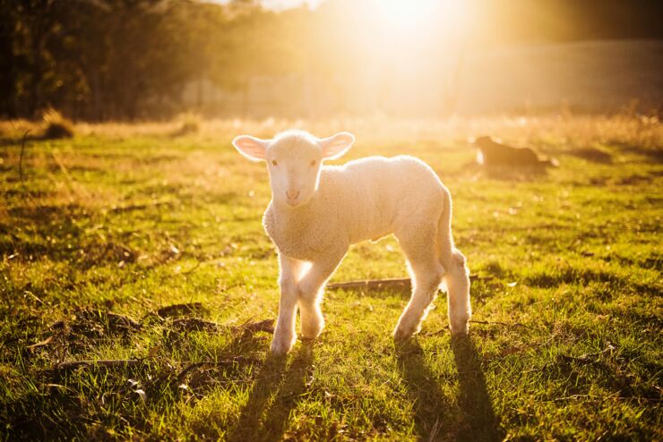 Lamb in snag
