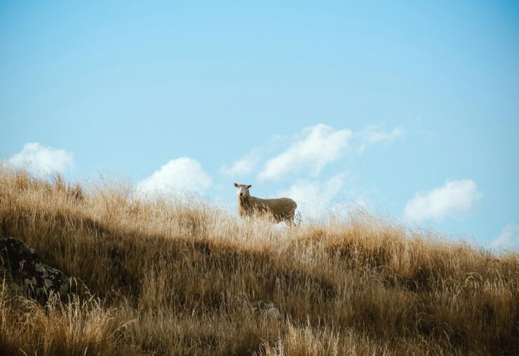 Sheep on long distance