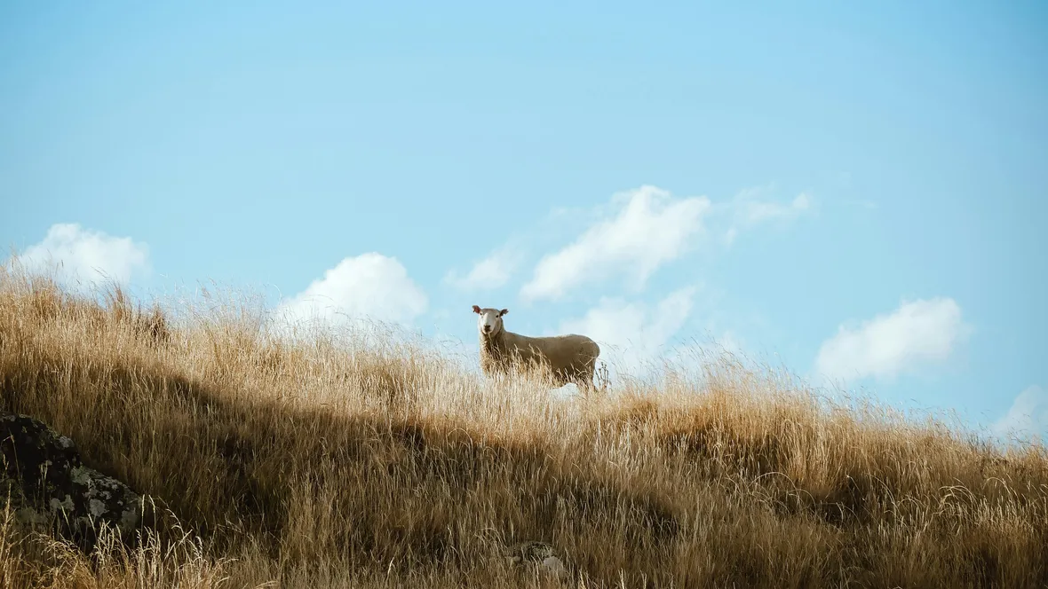 Sheep on long distance